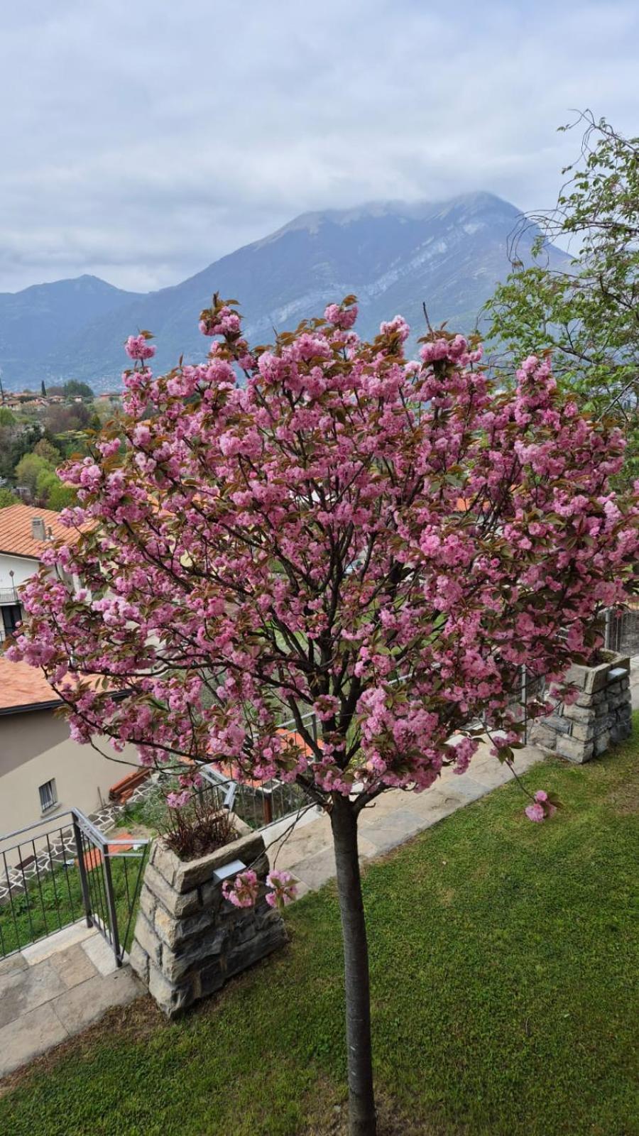 Villa Primula Белладжо Экстерьер фото